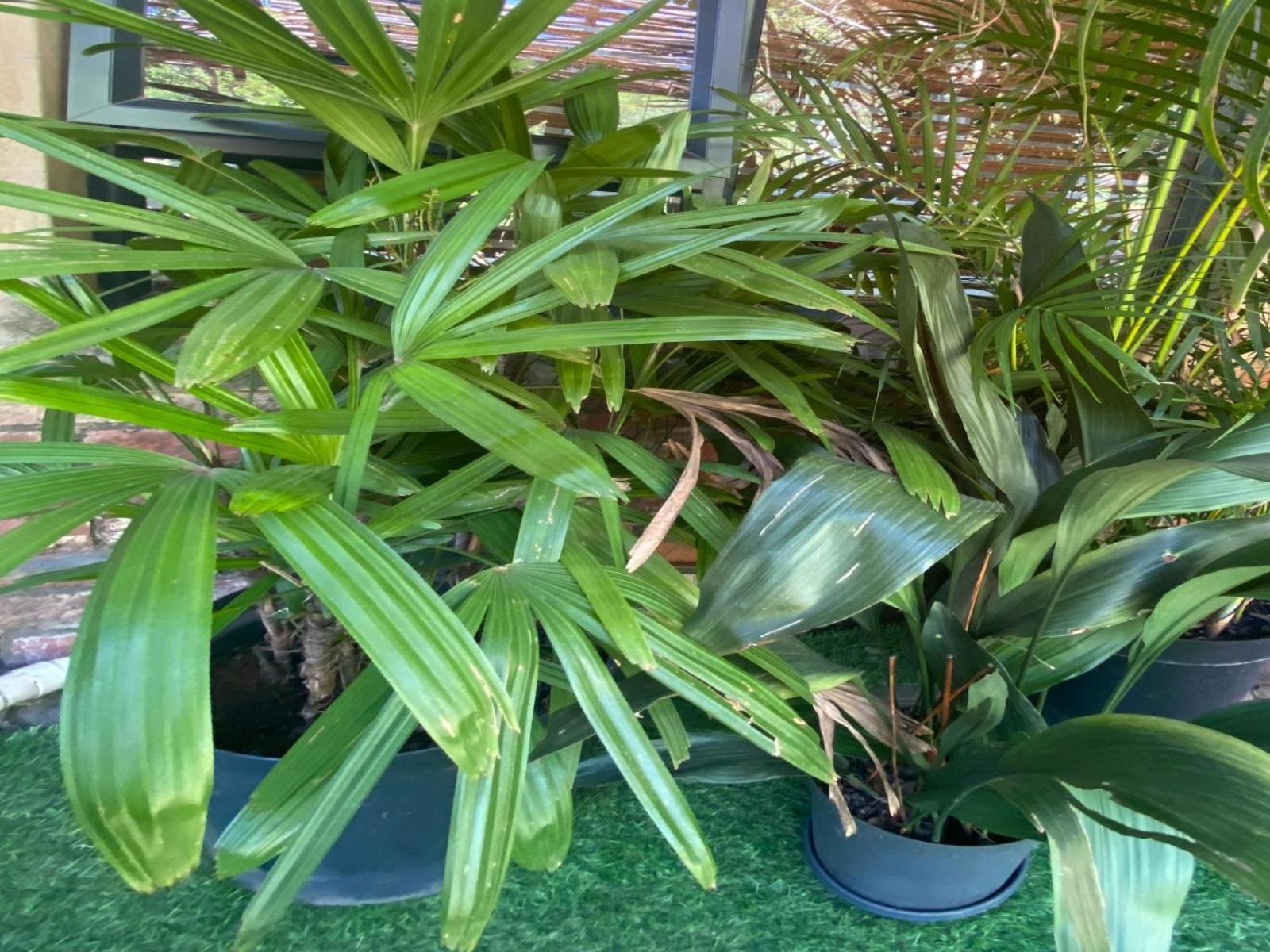 Aloe Guesthouse Klerksdorp Zimmer foto